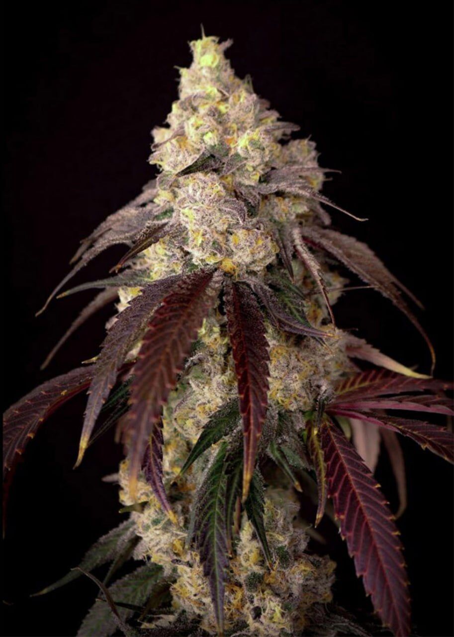 photo 2026 03 25 09 13 11 G7’s Purp '93 (5 seeds)