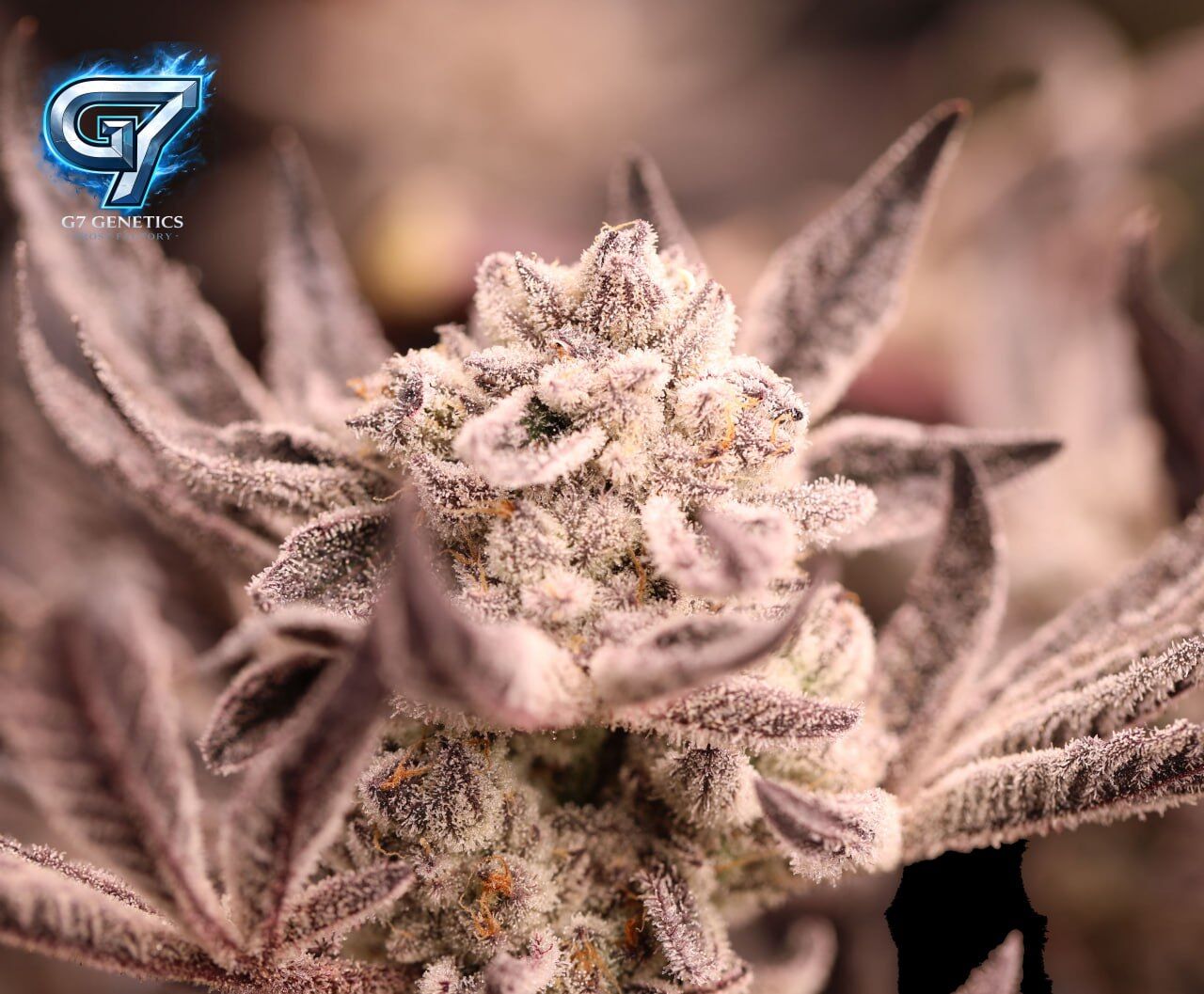 photo 2026 03 12 04 09 11 G7 Genetics Frozen Tree (5 seeds)