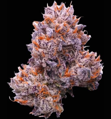 Untitled design 42 1 G7’s Apple Tassie seeds (5 seeds)