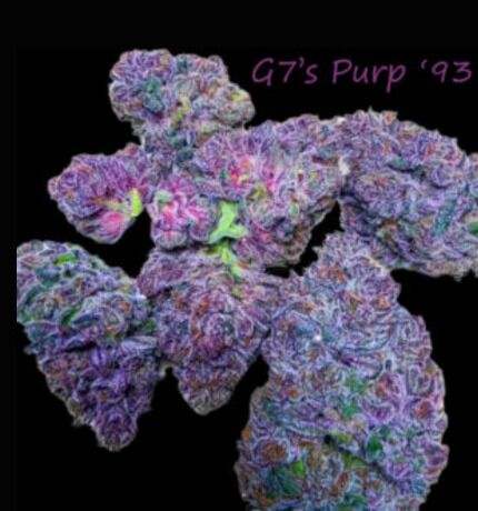 Untitled design 45 G7’s Purp '93 (5 seeds)