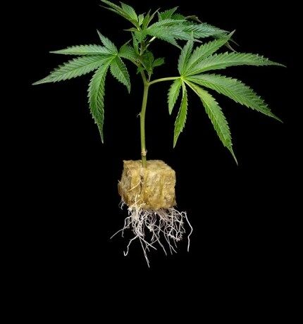 G7’s Apple Tassies (set of two clones)