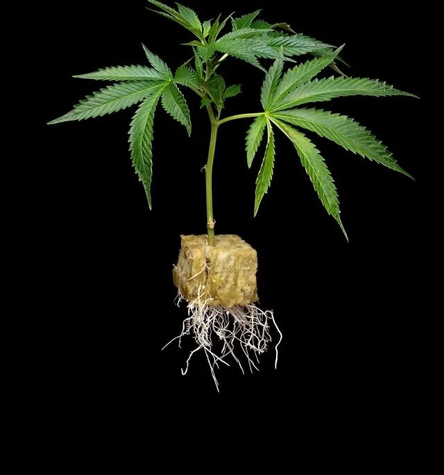 b954b0 2b2b0f39d58a414bbf5cb7015a50a5ed mv2 d 5792 8688 s 4 2 1 G7’s Oreoz Inferno (set of two clones)